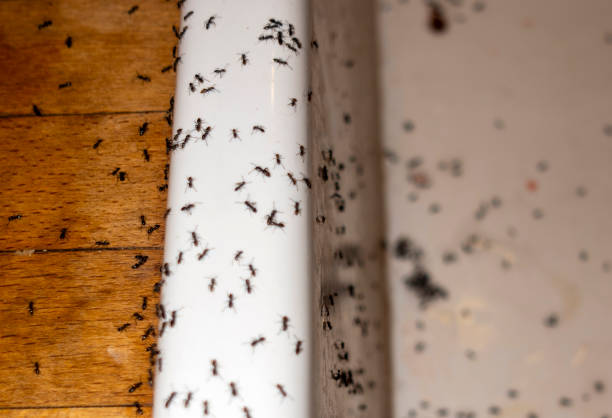 Best Bed Bug Extermination  in Grass Valley, CA