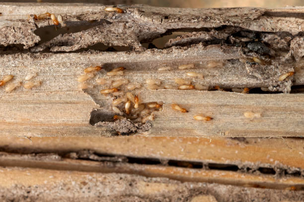 Best Best Pest Control Companies  in Grass Valley, CA